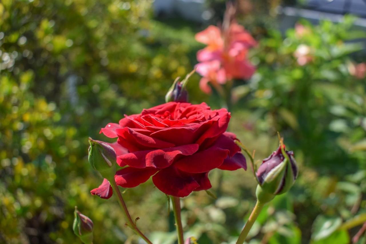 מיתיקאס Rose Garden Apartments מראה חיצוני תמונה
